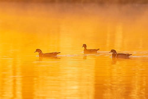 Wood Ducks in wetland at sunrise in fog-Marion County-Illinois Minimalist Print